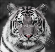 Картина Тигр 63*63 см, микровелюр