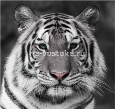 картинка Картина Тигр 63*63 см, микровелюр от магазина Восточные сувениры